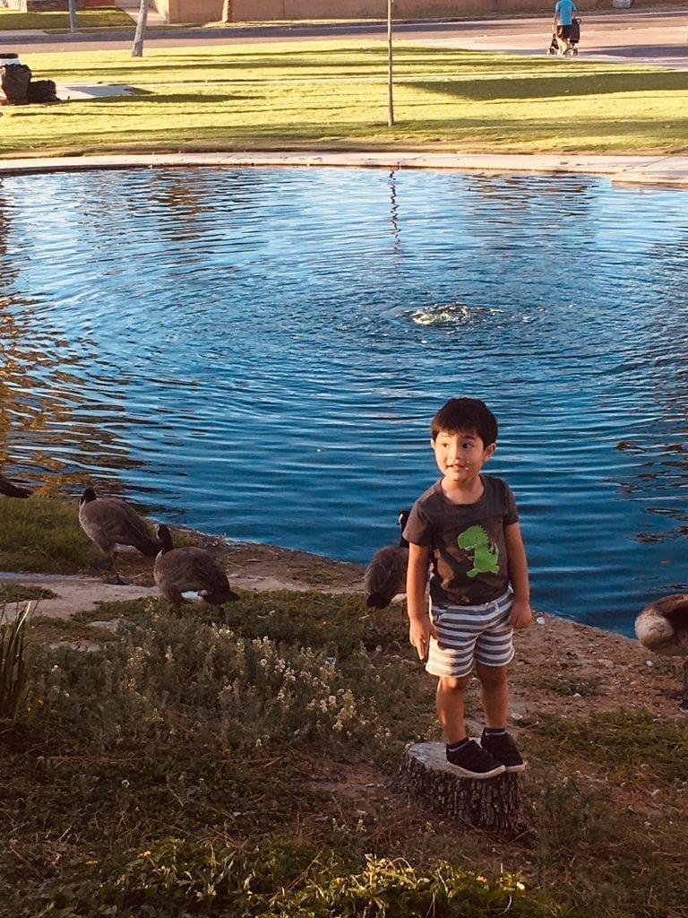 A boy stands on the edge of a pond with ducks. 