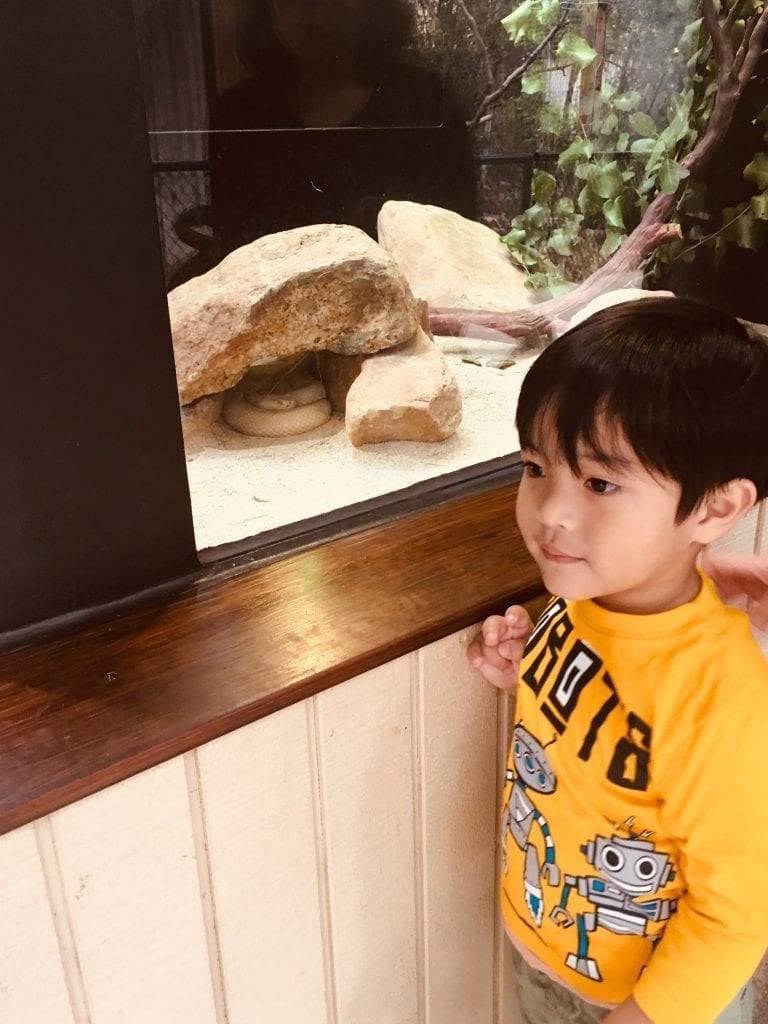 A boy stands in front of a rattlesnake enclosure at a zoo. 